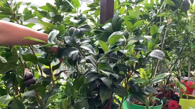 Тем временем в "домике для цитрусов" 23.04.20 смотреть онлайн