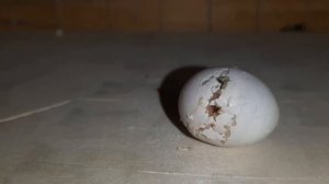 Вылупление волнистого попугая из яйца. Как вылупляется попугайчик. The birth of a baby budgie.