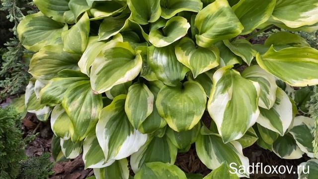 Сравниваем хосты Гранд Тиара на солнце и в тени смотреть онлайн