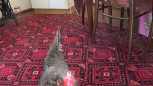 Цыпа курица снесла яйцо.