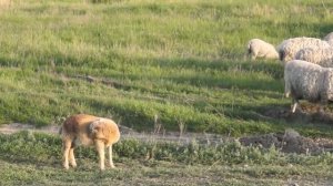 овцы и ягнята. Sheep and lambs.