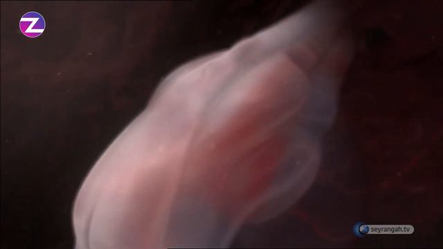 Чудеса эмбриологии в Коране