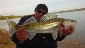 Простая ловля СУДАКА в октябре НА ЖИВЦА.2o22.