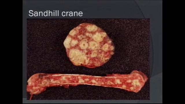 Avian Gross Pathology Dr Eric Lombardini смотреть онлайн