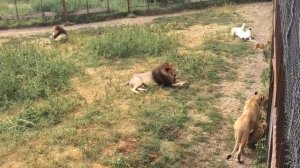 Дружное львиное семейство в парке Тайган