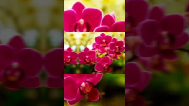 С именинами, Варвара! смотреть онлайн