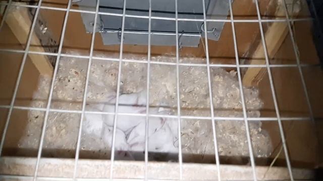 Самый дешёвый МАТОЧНИК l КРОЛИКИ l Ящик для родов смотреть онлайн