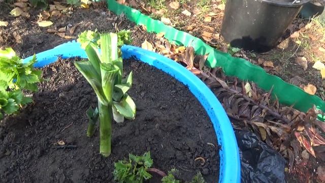 ДОРАЩИВАЕМ сельдерей корневой и порей на лоджии. смотреть онлайн