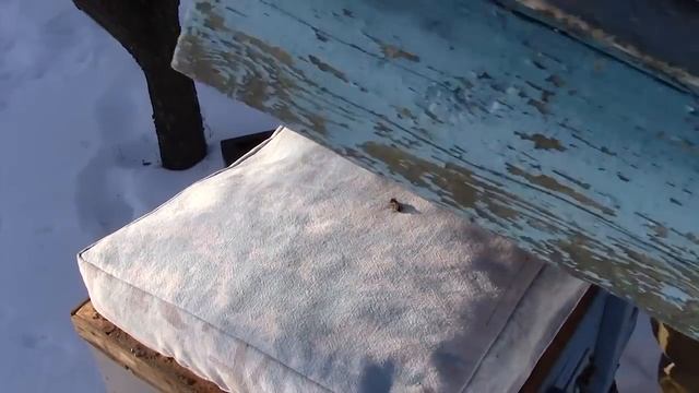 1 февраля, пчелам, зимующим на воле, раздаю рамки с медом смотреть онлайн