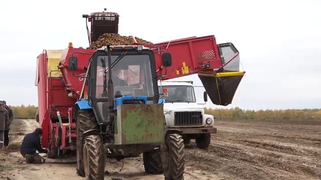 2022 10 15 Уборка картофеля в хозяйстве "Росток" смотреть онлайн