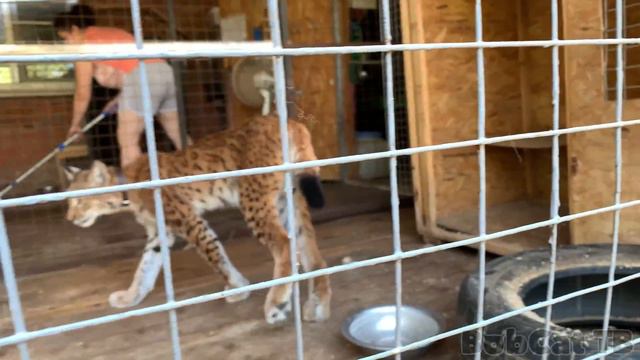 СЕРВАЛ ЗНАКОМИТСЯ С РЫСЕНКОМ МАРСОМ И КОМПАНИЕЙ