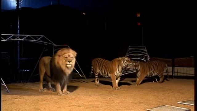 Цирковые животные смотреть онлайн