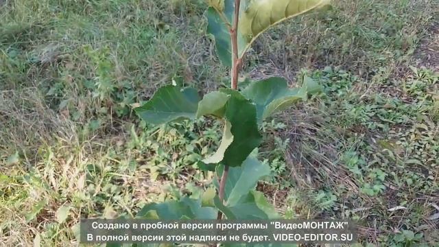 ДАЧА:Саженцы это чудо !!!