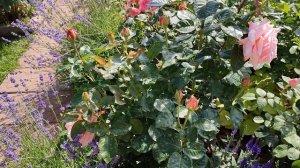 Роза Афродита в Подмосковье