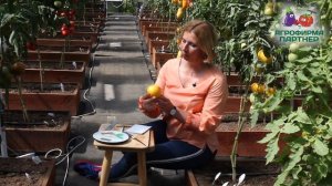 БИФ-ТОМАТ КРЕМ ТОРТ