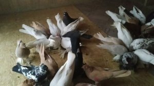 Селекция и отбор голубей на племя!