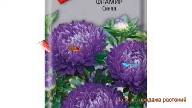 Астра обыкновенный Синяя (sinyaya) ? обыкновенный астра Синяя обзор: как сажать, семена астры Синяя смотреть онлайн