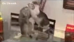 Кот Джон Сина
