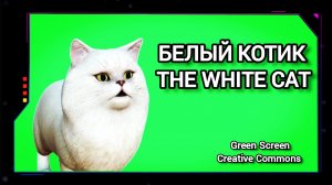 Белый кот видео Green Screen футаж. Хромакей анимация на зелёном фоне.