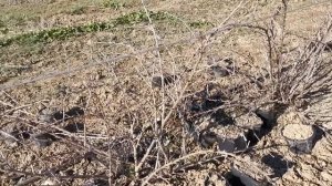 Укоренение крыжовника черенками