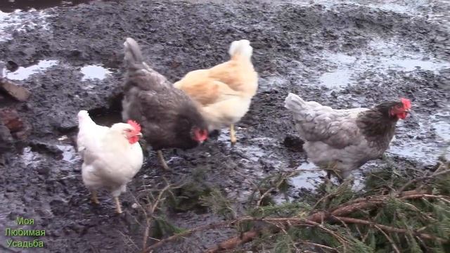 ХВОЯ ДЛЯ КУР//НОВЫЙ ПОДХОД КОРМЛЕНИЯ//МОЯ ЛЮБИМАЯ УСАДЬБА смотреть онлайн
