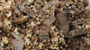 Как правильно кормить домашнюю птицу//Что такое мешанка//Мускусные утки рацион