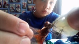 Стрекоза против. Бабочки 🙂