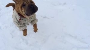 Шарпей зимой