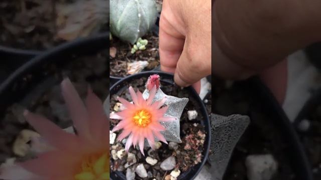 Astrophytum com flor cor de rosa