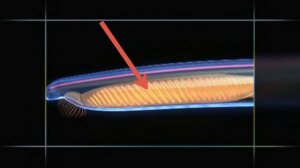 Ланцетник (Інфасотка)