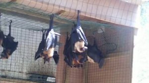 Flying foxes - the largest bats in the world