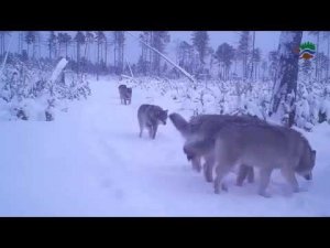 Волчья стая, заповедник "Малая Сосьва"