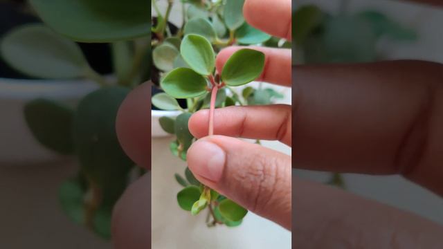 Peperomia Hope смотреть онлайн