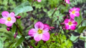 Apple Blossoms, Rockfoil Flowers, Columbine flowers and Lilac. #appleblossoms #rockfoil  #lilac