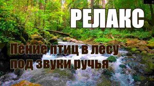 РЕЛАКС: ПЕНИЕ ПТИЦ В ЛЕСУ ПОД ЗВУКИ РУЧЬЯ. РАССЛАБЛЯЮЩАЯ МУЗЫКА ДЛЯ СНА.