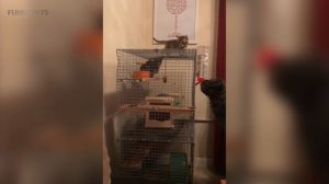 Funny Chinchilla ?Funniest and Cutest Chinchillas (Part 1) [Funny Pets]