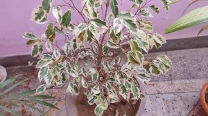 care of starlight ficus/how to grow and care starlight ficus