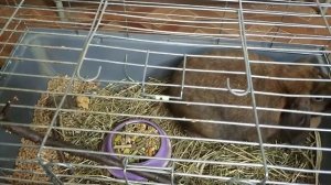 Как ухаживать за кроликом в квартире за (декоративным кроликом)