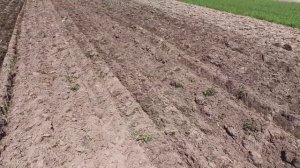 Подготовка почвы под посадку картофеля! Самодельной дисковой бороной!