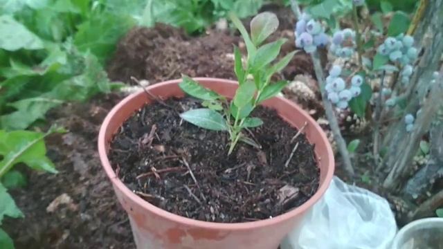 Размножение голубики садовой в торфяных таблетках.
