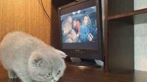 Алексей Воробьев - Пляшем я и Маша Реакция котенка
