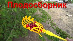Плодосборник для фруктов. Отпуск. День 1-й, часть 7-я. 10.06.2024
