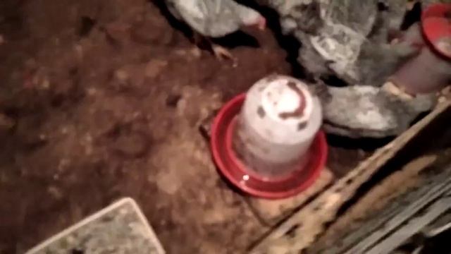 Куры НЕСУШКИ в гараже