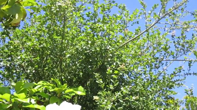 Magnolia grandiflora in boom смотреть онлайн