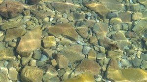 Подводный мир Чёрного моря) рыбки (похожи на кефаль), маленькие крабики) побережье около Геленджика