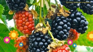 Ежевика садовая Рубен. Краткий обзор, описание характеристик rubus fruticosus Reuben