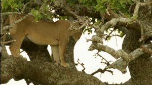 Сафари в Африке парки Тарангире, Серенгети и Нгоронгоро  путешествие по заповедникам Танзании