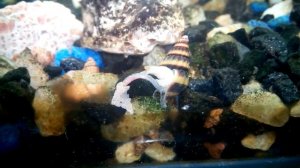 Улитка хелена ест сухой корм. Хобот во всей красе.