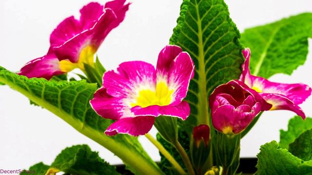 Primrose (Primula Vulgaris) Blooming | Time Lapse | Amazing Nature смотреть онлайн