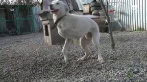 Подарки на Новый год для бездомных животных